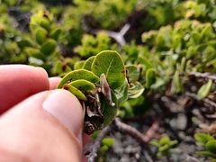 Arctostaphylos imbricata