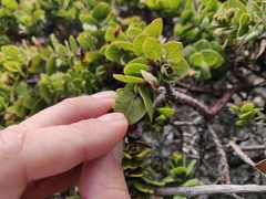 Arctostaphylos imbricata
