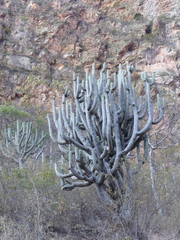 Browningia pilleifera