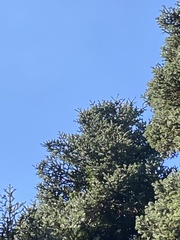 Abies cephalonica