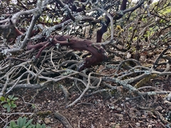 Arctostaphylos imbricata