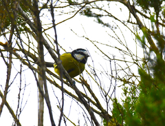 Cyanistes teneriffae teneriffae