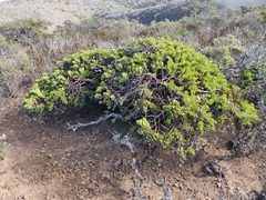 Arctostaphylos imbricata