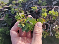 Arctostaphylos imbricata