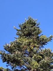 Abies cephalonica