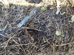 Acanthoiulus fuscipes