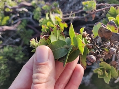 Arctostaphylos imbricata