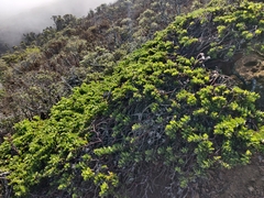 Arctostaphylos imbricata