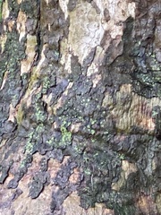 Lecanora thysanophora