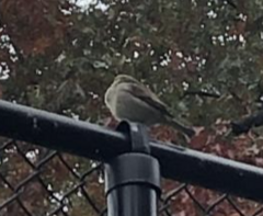 Passer domesticus