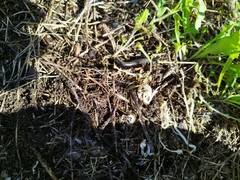 Acanthoiulus fuscipes