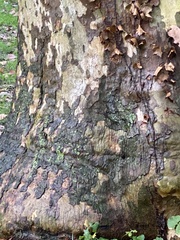 Lecanora thysanophora