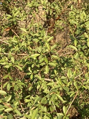 Prunus amygdalus