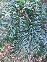 Grevillea robusta