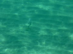 Pseudobalistes naufragium