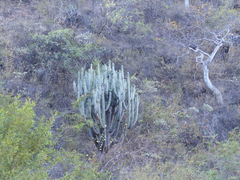 Browningia pilleifera