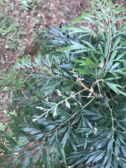 Grevillea robusta