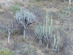 Browningia pilleifera