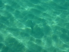 Pseudobalistes naufragium