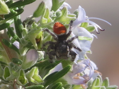 Phidippus