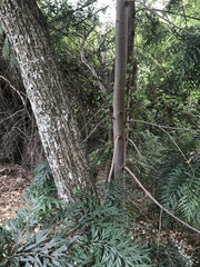 Grevillea robusta