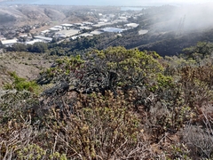 Arctostaphylos imbricata