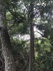 Grevillea robusta
