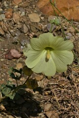 Alcea rugosa