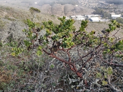Arctostaphylos imbricata