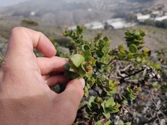 Arctostaphylos imbricata