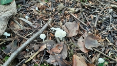 Hemimycena cucullata