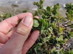 Arctostaphylos imbricata