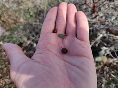 Arctostaphylos imbricata