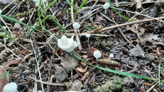 Hemimycena cucullata