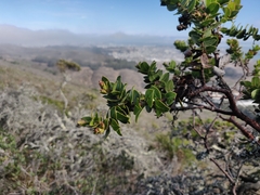 Arctostaphylos imbricata