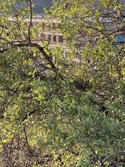 Prunus amygdalus