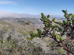 Arctostaphylos imbricata