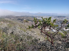 Arctostaphylos imbricata