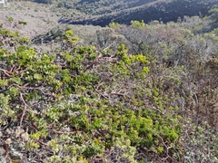 Arctostaphylos imbricata