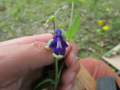 Scutellaria dumetorum