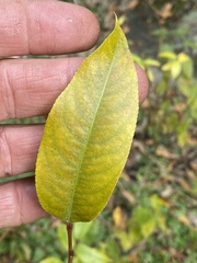 Salix lucida