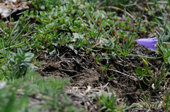Campanula stenocodon