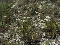 Pimpinella titanophila