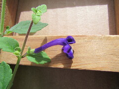 Scutellaria dumetorum