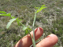 Pimpinella titanophila