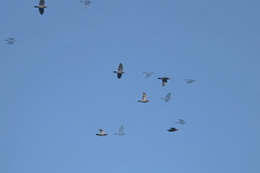 Patagioenas flavirostris