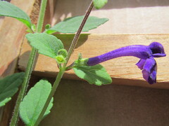 Scutellaria dumetorum