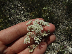 Pimpinella titanophila