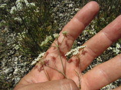 Pimpinella titanophila
