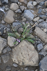 Oxytropis czekanowskii